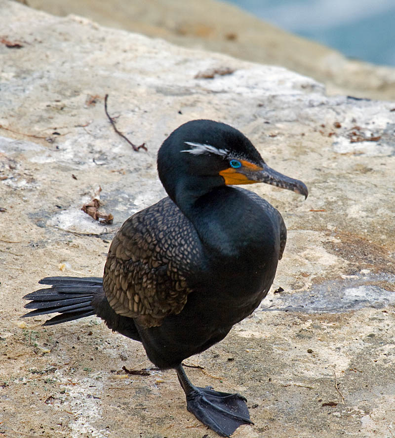 Comparison of two breeding cormorants Greg in San Diego