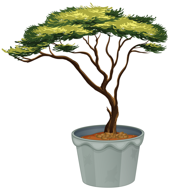ForgetMeNot: bonsai trees