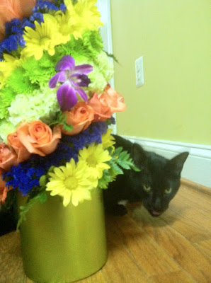 Feline Fred and Flowers - Stein Your Florist Co. Feline Fred and Flowers - Stein Your Florist Co.