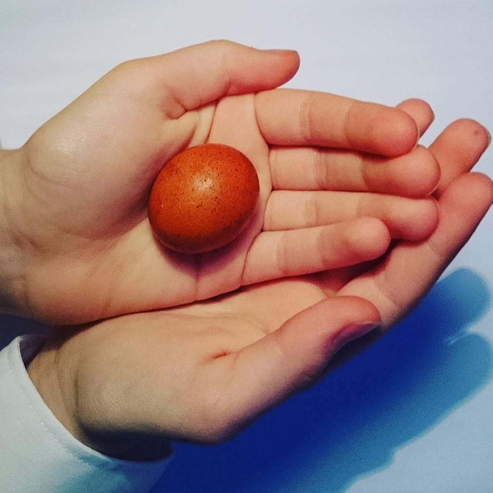 the art room plant: Tiny egg