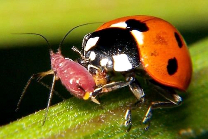 Vademécum Fitosanitario