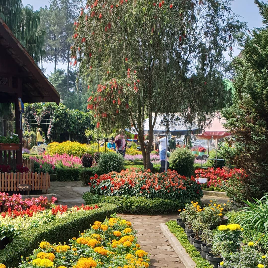 Taman Begonia Kebun Bunga Lembang Bandung Tempat Wisata Taman Begonia Kebun Bunga Lembang Bandung Tempat Wisata