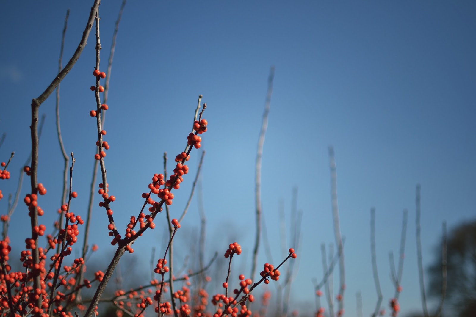 happycheerfulthings: Nearly Spring at the Botanical Gardens