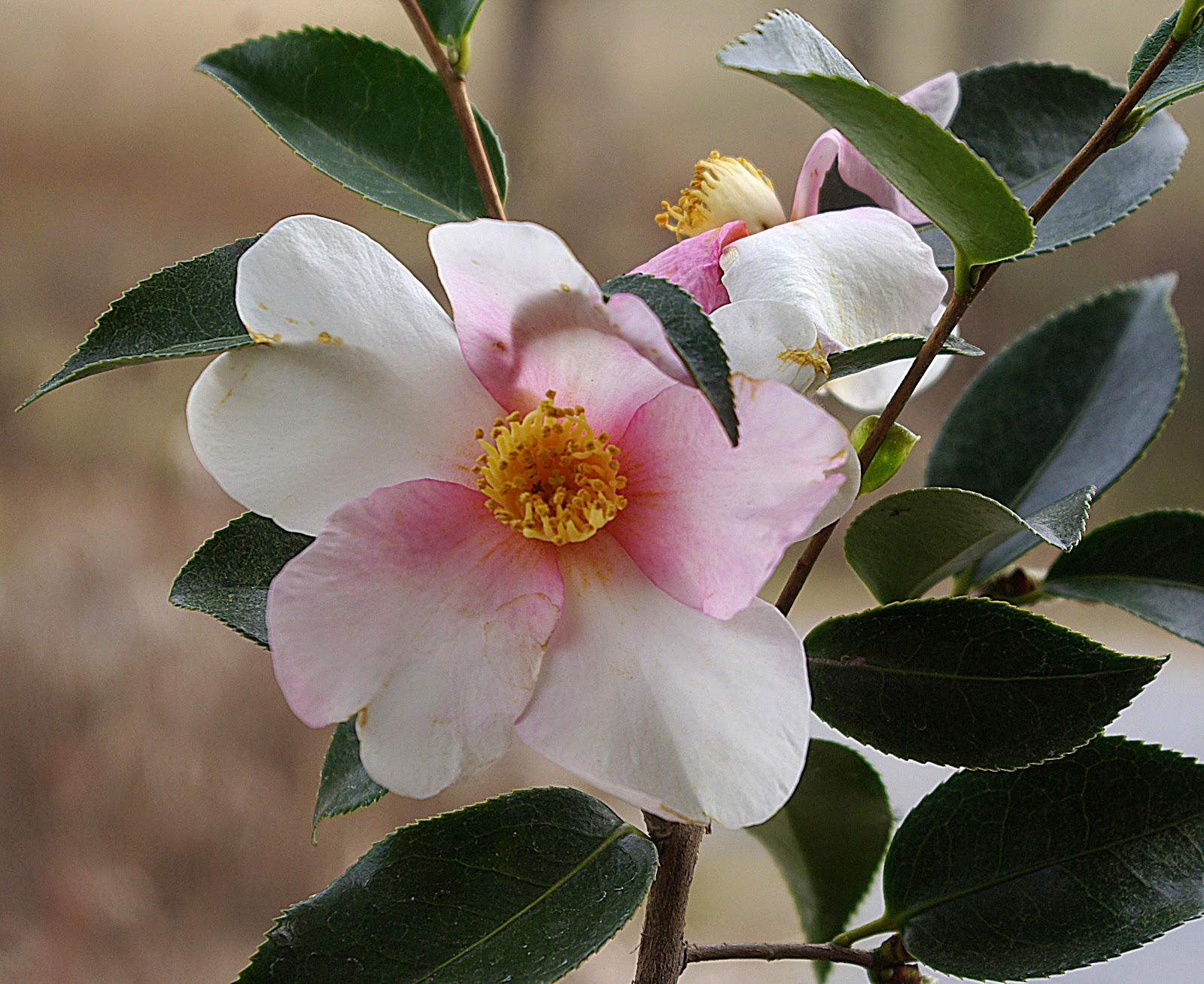 sweetbay Winter Flowers