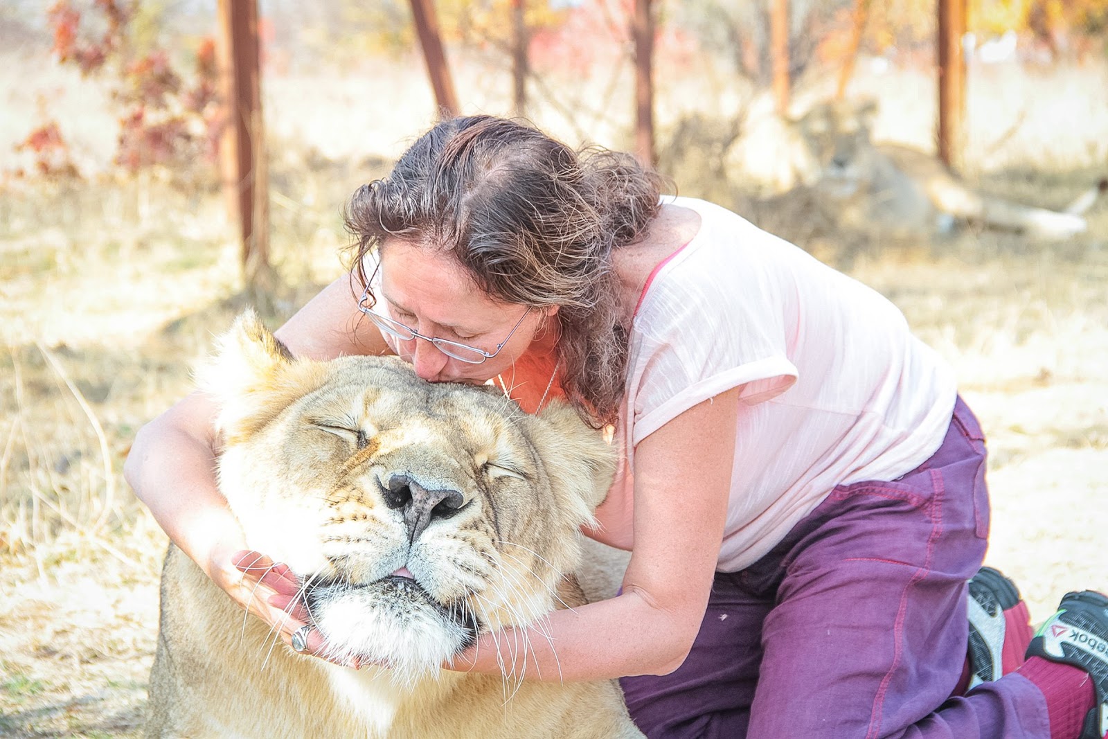 Поцелованная полностью. Обнимашки со львами в Тайгане.