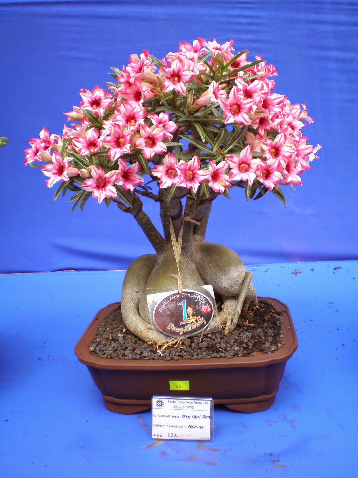 bonsai rose desert adenium plant plants