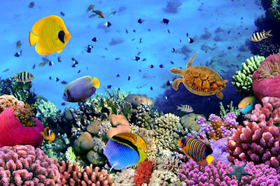 Colonia de coral rojo en Egipto - Red coral and fishes 
