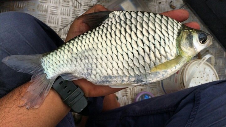 87+ Gambar Ikan Wader Besar Paling Keren - Gambar Pixabay