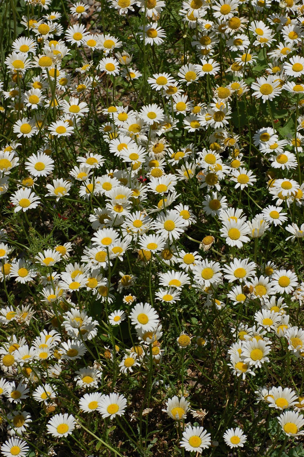 Plant World: Leucanthemum vulgare