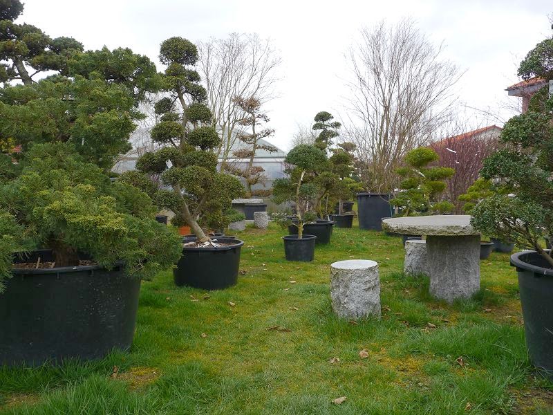 Bonsai das schönste Hobby der Welt BONSAI AUSSTELLUNG IN ASCHEBERG