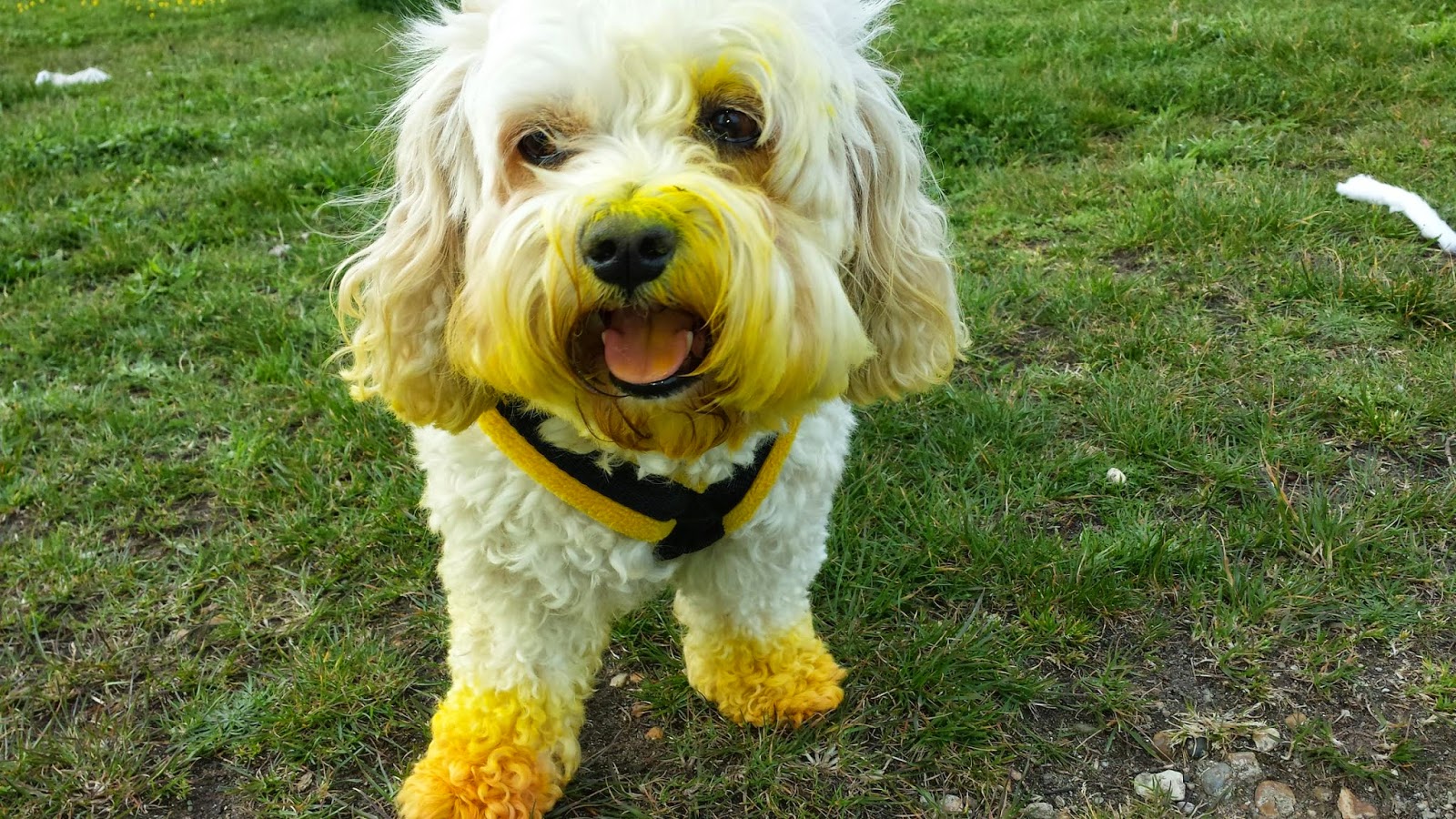 Weird News in Local Newspapers: Dirty Cockapoo Weirdness