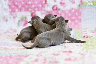 Italian Greyhound puppies available