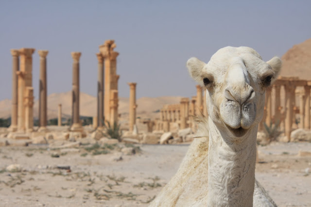 Visitar PALMIRA, uma maravilha do mundo | Síria