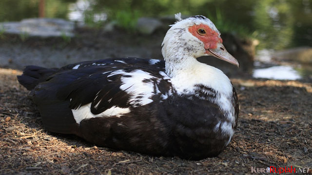 Bisnis Entok Raup Keuntungan Hingga Ratusan Juta Rupiah Holiday