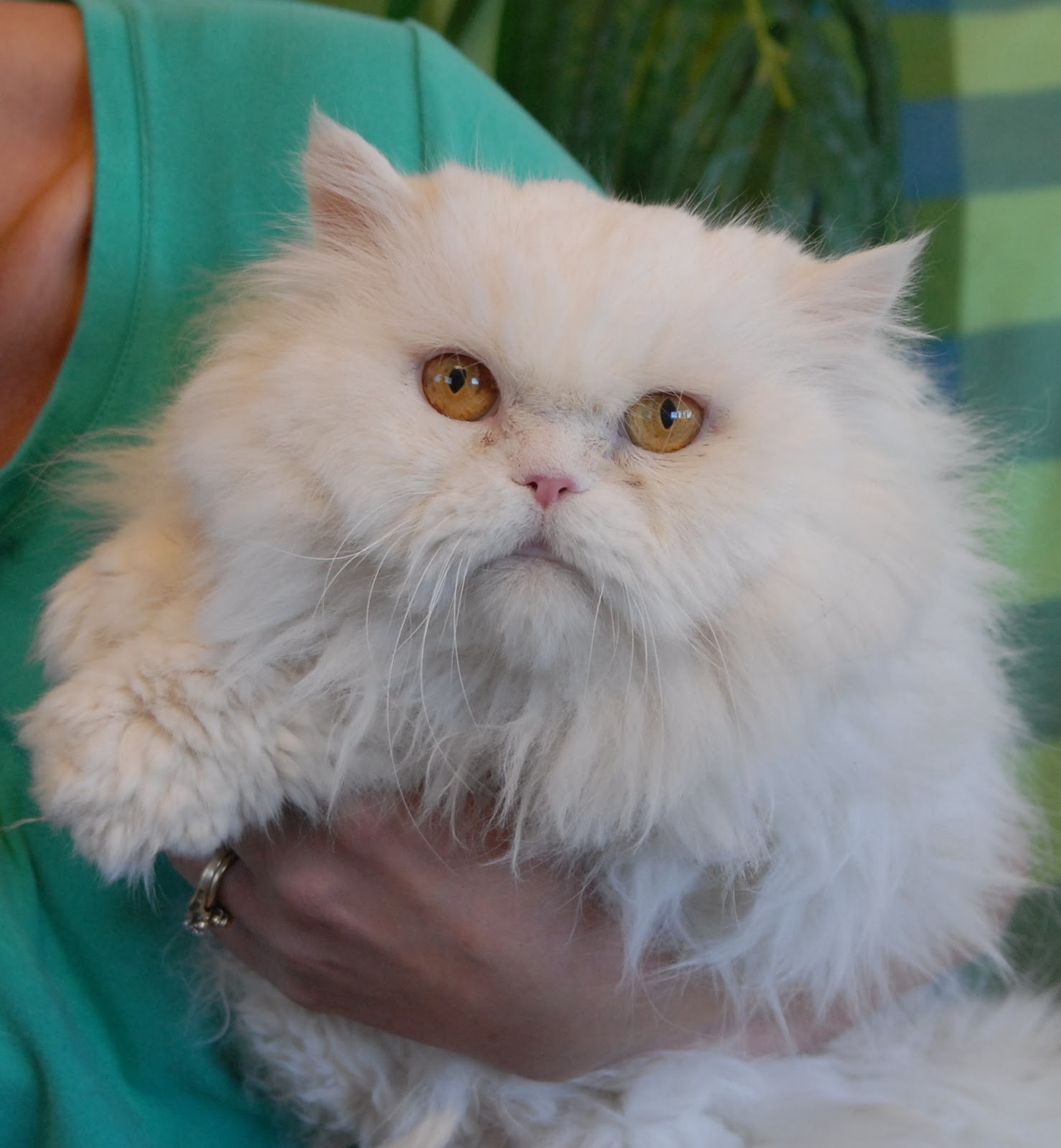 Sunny a snow white Persian cat  who adores people 