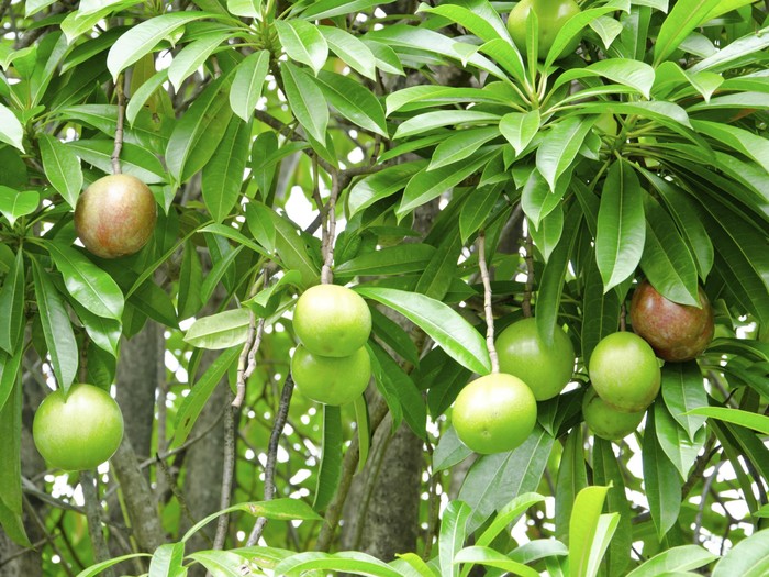 20 Jenis Tanaman Peneduh Untuk Taman Rumah Dan Jalan Raya Cepat Tumbuh Dan Daunnya Lebar Garden Style Jasa Taman