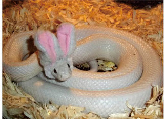 ular putih unik