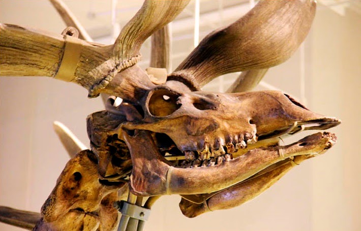 Giant 'Irish Elk' survived in Siberia 2,000 years after presumed  'extinction'