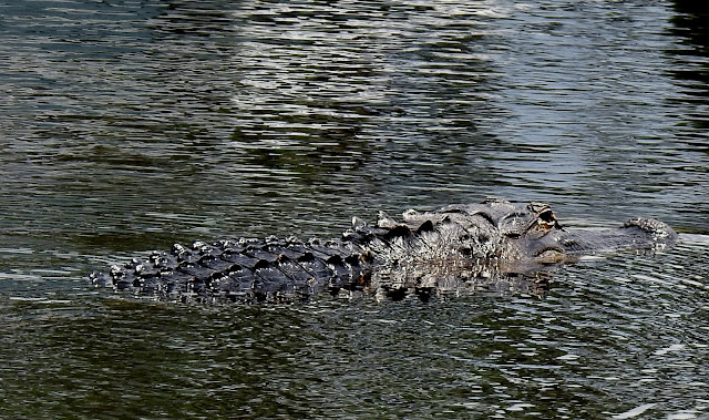 A large gator in a pond in central Florida.