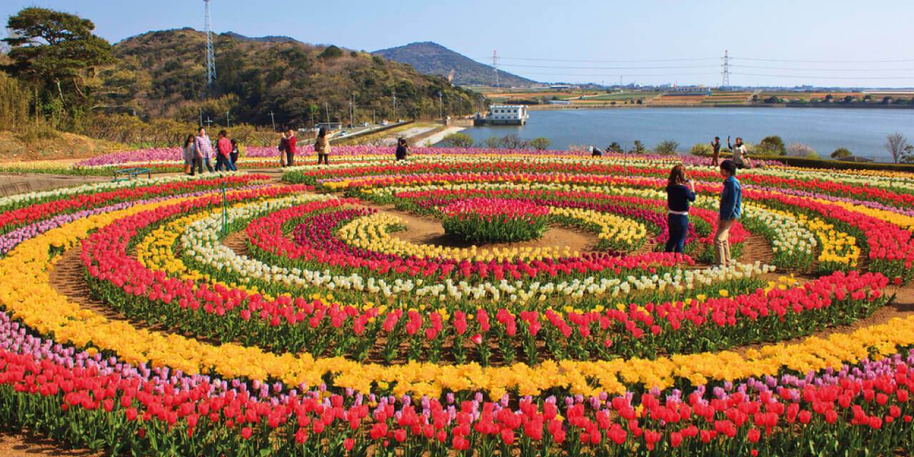 Kashmir's Tulip Garden is Open Now! call +917006970151 For Discounted