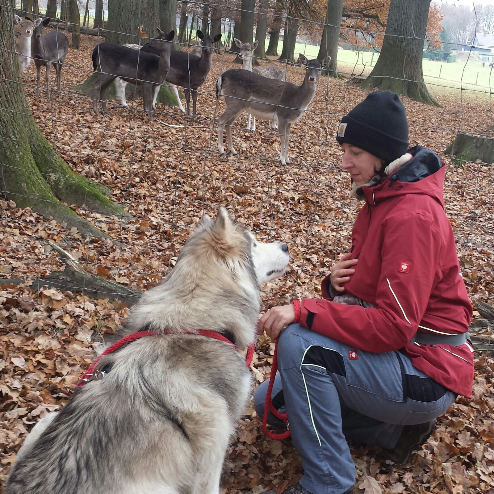 SignalHund Blog Ich sag�s Euch ehrlich! Finde die innere Mitte oder