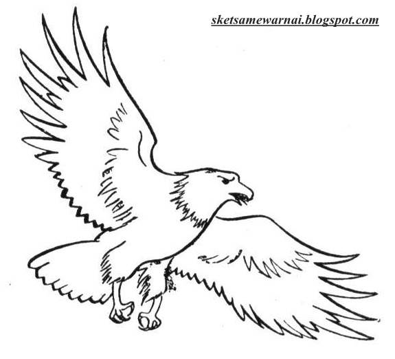 37+ Terbaru Sketsa Gambar Burung Dadali