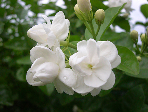 Bunga Melati Putih
