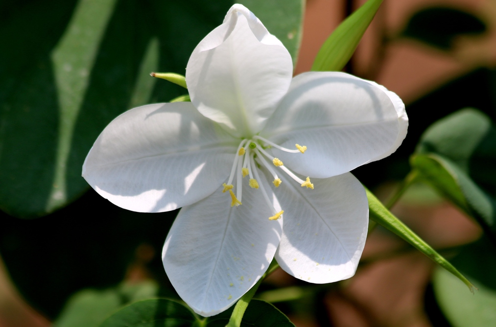 Cherishing India..... Flowers of Odisha part I......