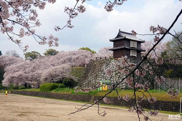 舞鶴公園の桜、福岡