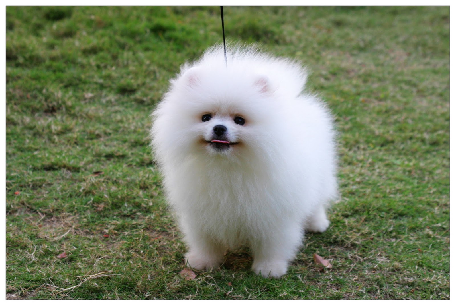 Cute Puppy Dogs: White Pomeranian Puppies