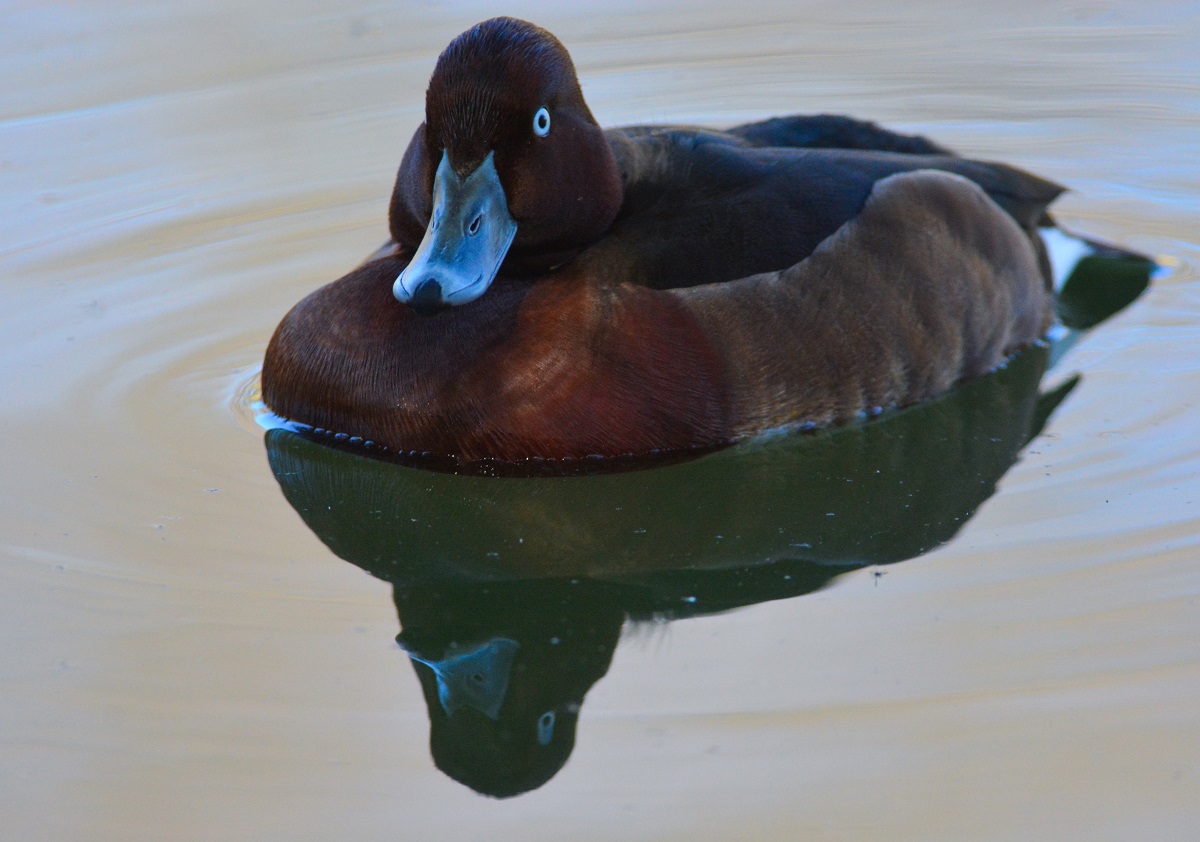 Bird Watching in Japan & Asia Birdwatching in Yakushi Ike, Tokyo (March 3, 2018)