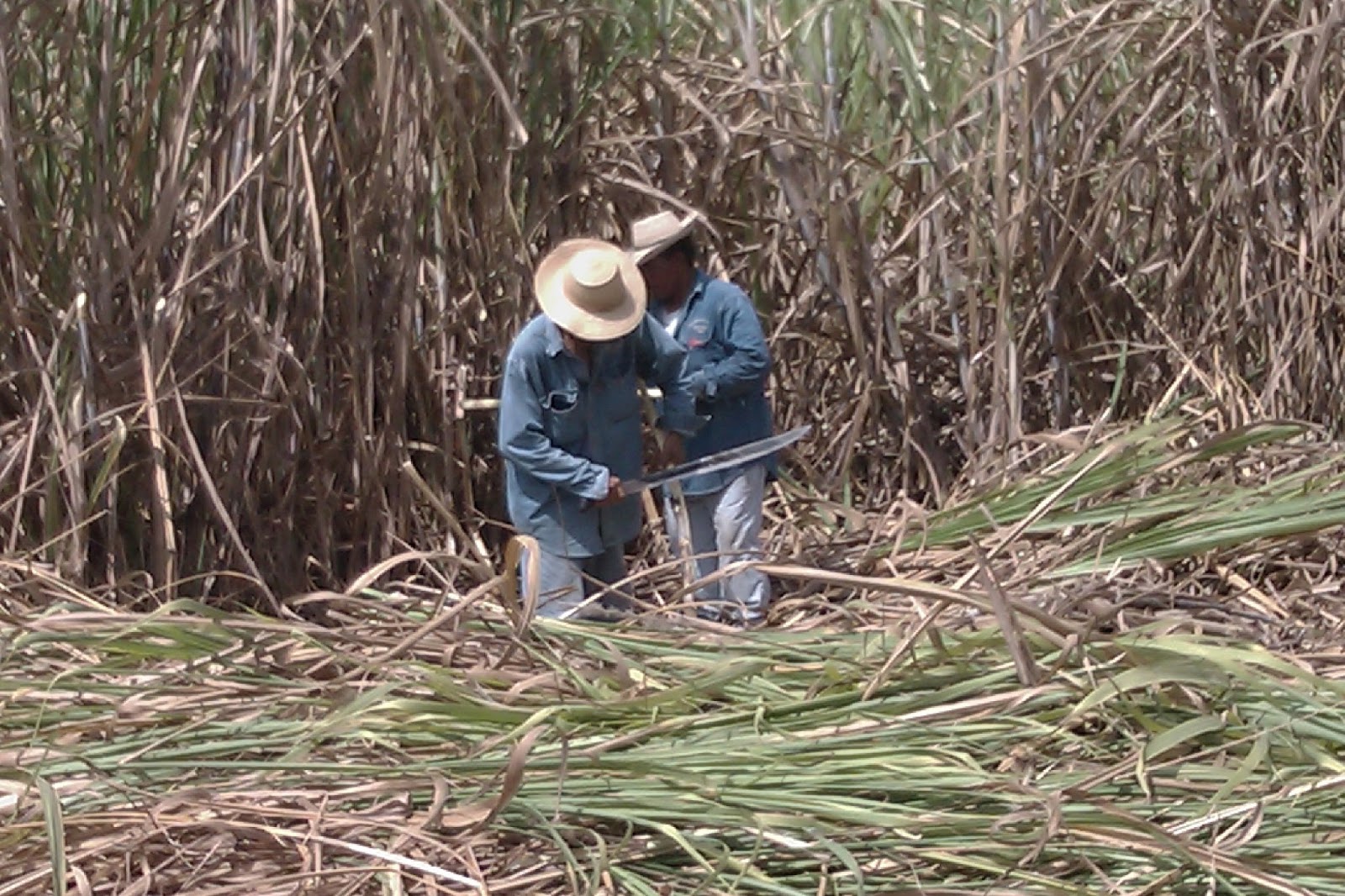 Bahama Bob's Rumstyles What is Killing Sugarcane Workers Across