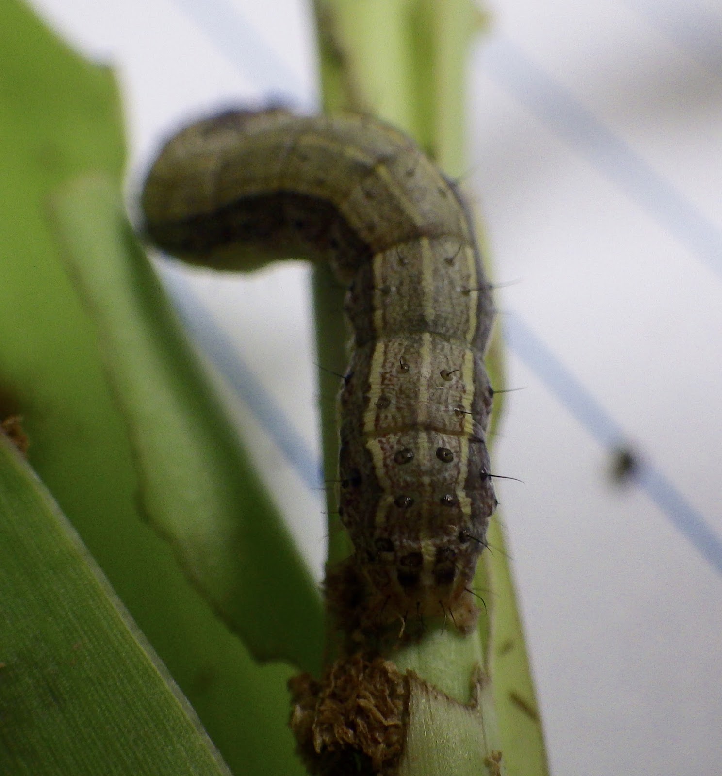 Upper Coast IPM Fall Armyworms in Yard