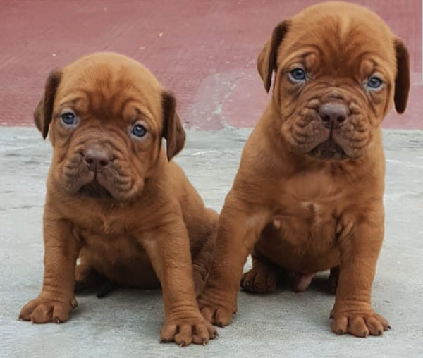 Beautiful Dogue De Bordeaux Pups In Jalandhar Punjab Star Dog World Buy Dogs And Puppies In Jalandhar Ludhiana Amritsar Mohali And Chandigarh