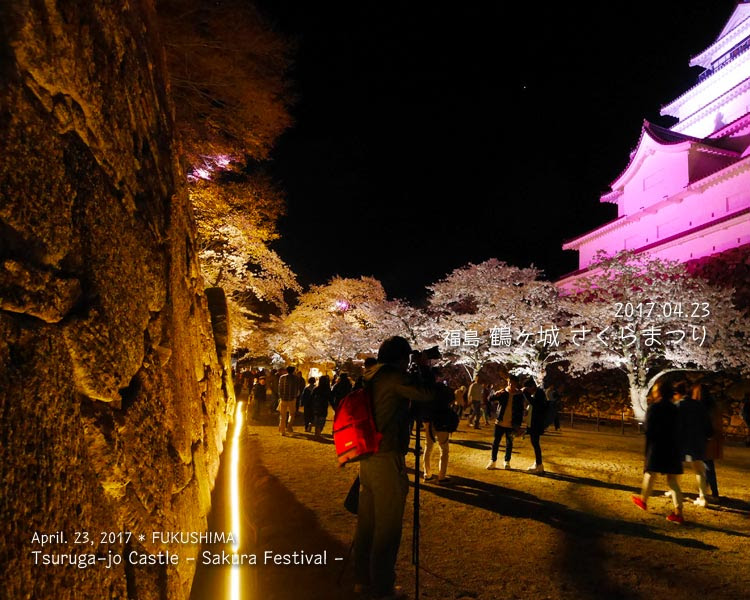 鶴ヶ城の桜がすごい！ (4) ライトアップ