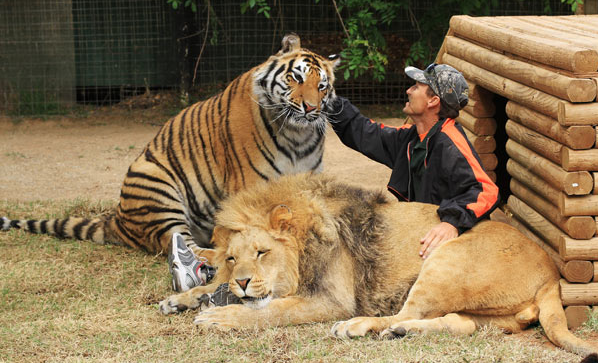 Monster boa constrictor versus bovine. Panther versus Giant python