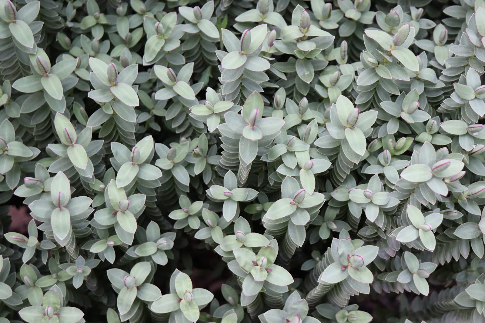 Plants Blog Hebe Spp