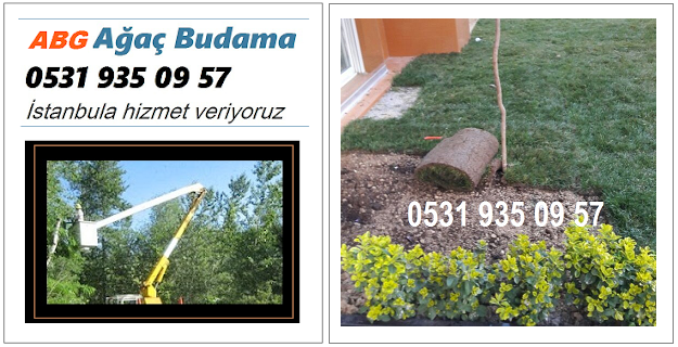 Atilim Budama 0531 935 09 57 Kadikoy Agac Budama Fiyatlari Sirketleri Firmalar Kesim Isleri Yapanlar Agac Budama Isleri Yapanlar