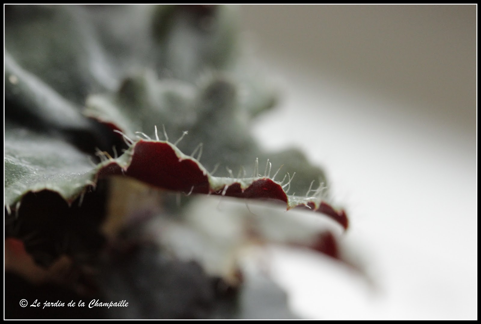 Le Jardin De La Champaille Mes Begonias