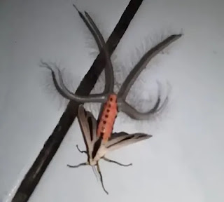 This is the alien or the creature of a new species.