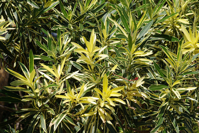 Nerium oleander Variegata - variegated oleander
