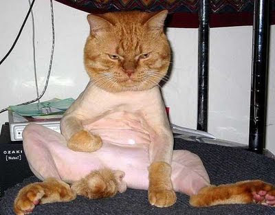 funny cat pictures with captions |Daily Pictures