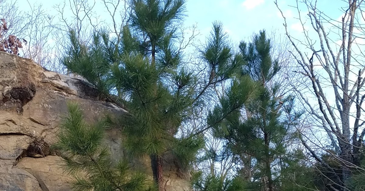 Divinebunbun's Rugged Rural Missouri Missouri's Only Native Pine