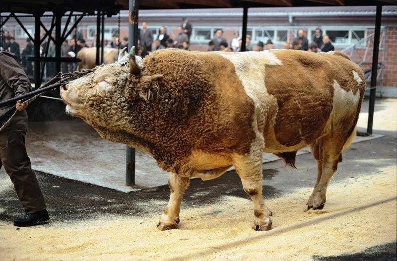 Image Result For Sapi Limosin Image Result For Sapi Limosin