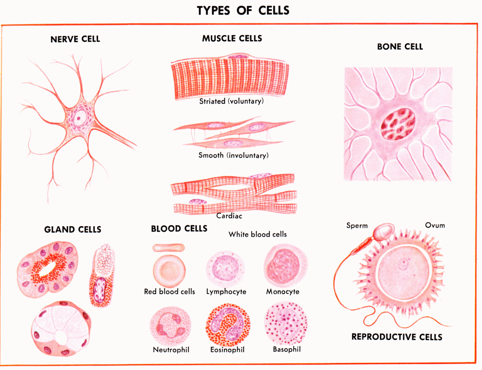 Types of car loans for US borrowers