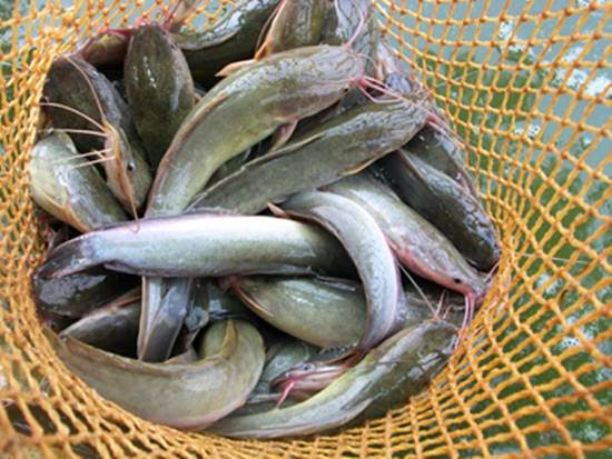 Usaha Sepanjang Masa: Peluang Usaha Menjadi Distributor Ikan Lele