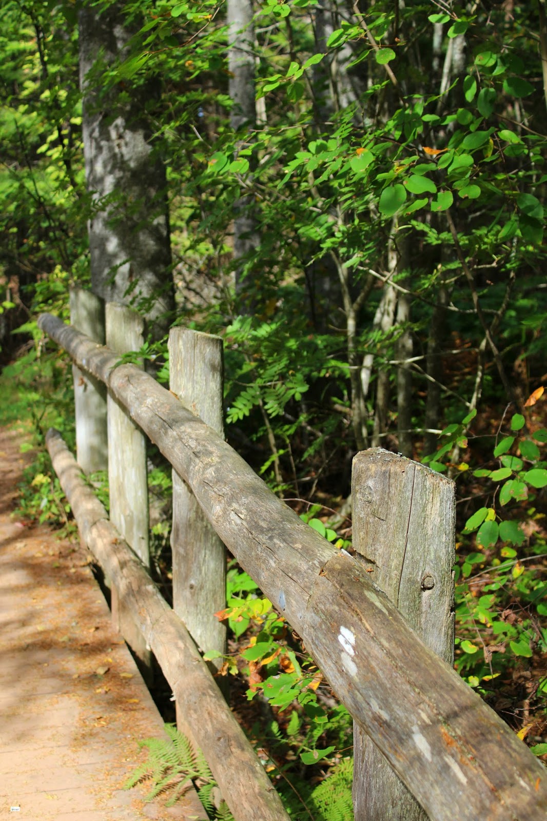 Green Gables Walking Trails (Balsam Hollow Trail, Lovers Lane, and the Haunted Woods) // Prince