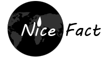 Nicefact Info Solutions