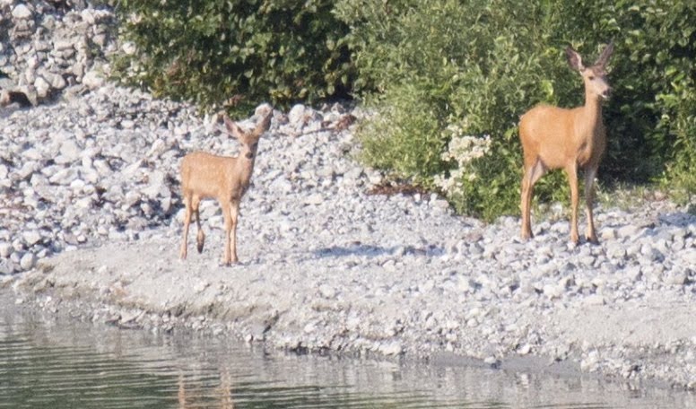 Doe and Fawn