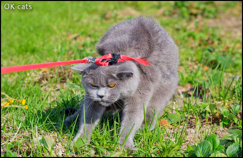 Art Cat GIF with caption • NO NO NO Cat does not want to walk with a harness. Art Cat GIF with caption • NO NO NO Cat does not want to walk with a harness.